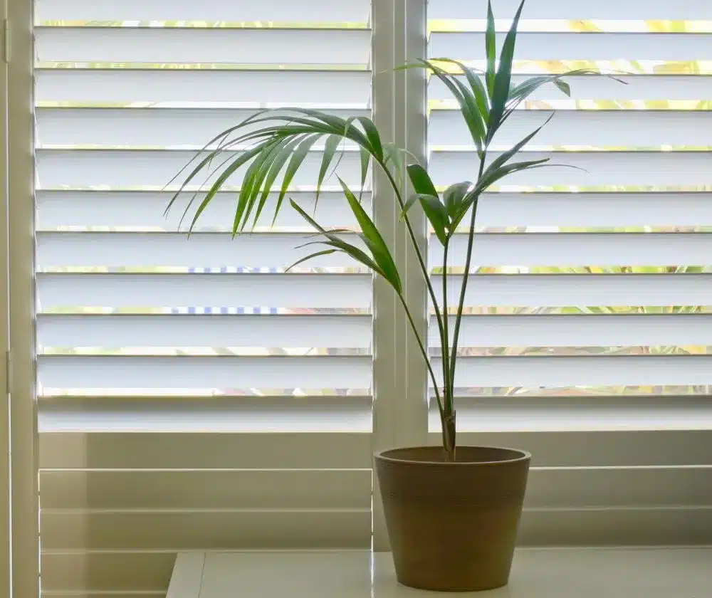 White Plantation Shutters With Plant — Premium Window Coverings In Chevallum, QLD